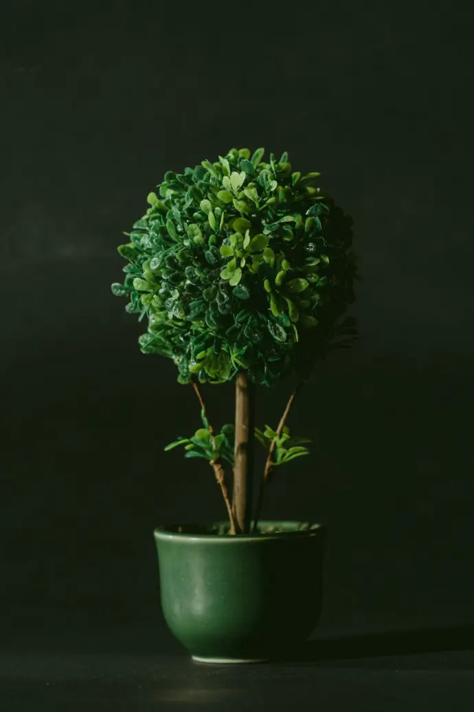 green leafed bonsai tree against black background